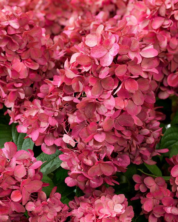 Hydrangea 'Bonfire'