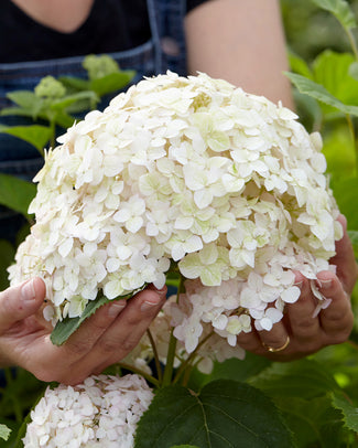 Hydrangea 'Candybelle Marshmallow'