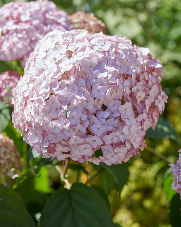 Hydrangea 'Candybelle Bubblegum'