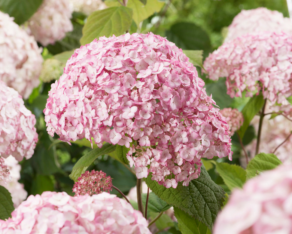 Hydrangea 'Candybelle Bubblegum'