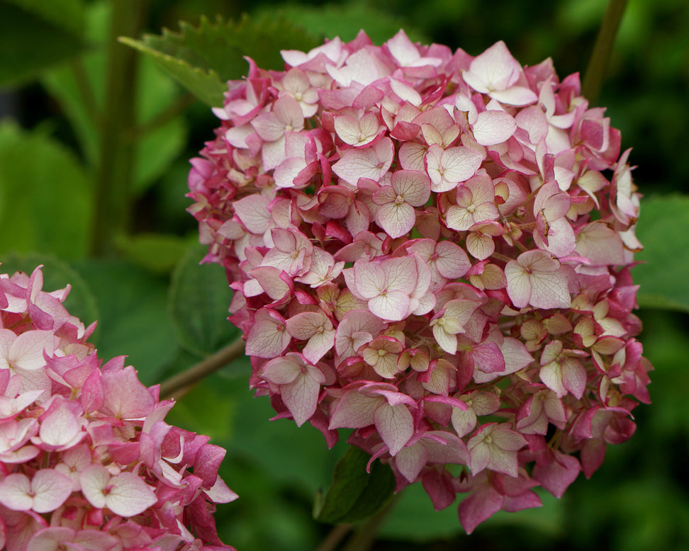 Hydrangea 'Candybelle Bubblegum'