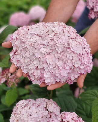 Hydrangea 'Candybelle Bubblegum'