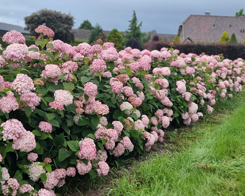 Hydrangea 'Candybelle Bubblegum'