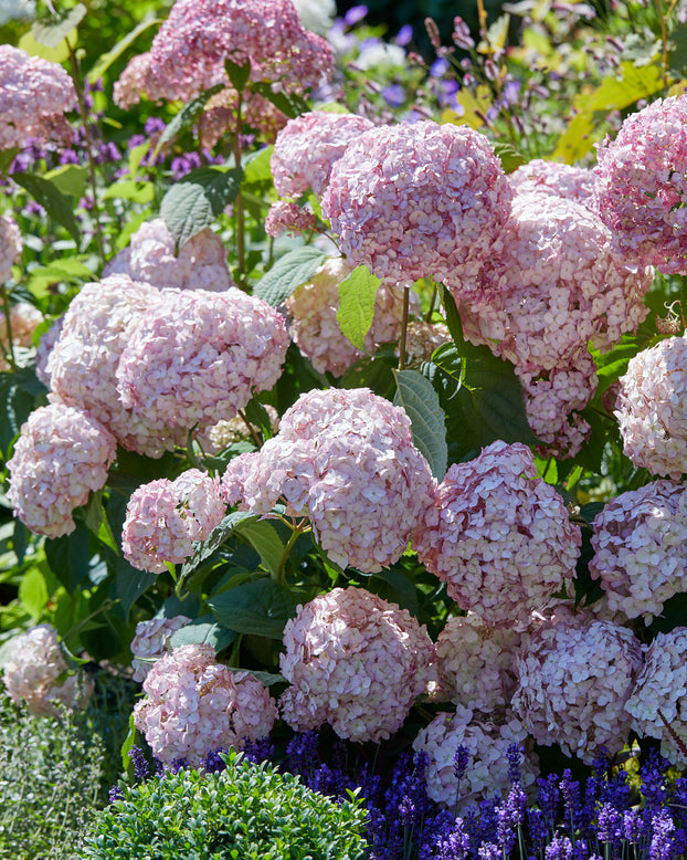 Hydrangea 'Candybelle Bubblegum'