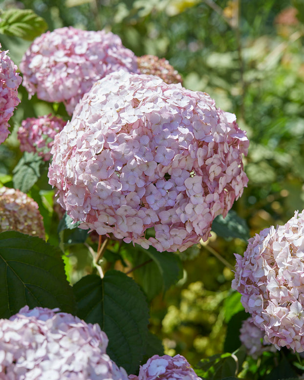 Hydrangea 'Candybelle Bubblegum'