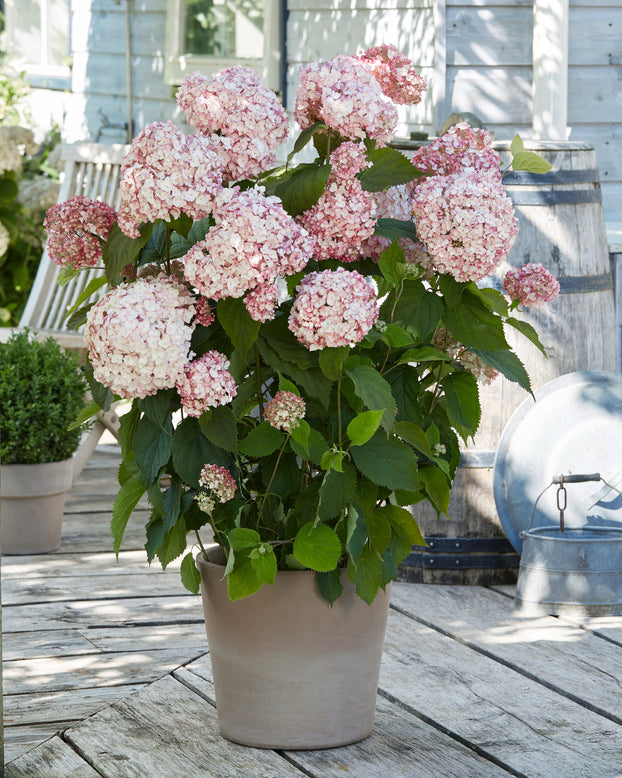 Hydrangea 'Candybelle Bubblegum'