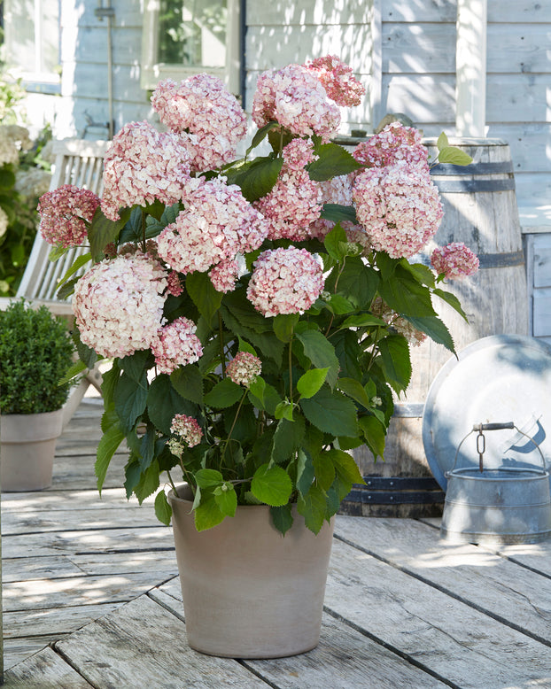 Hydrangea 'Candybelle Bubblegum'