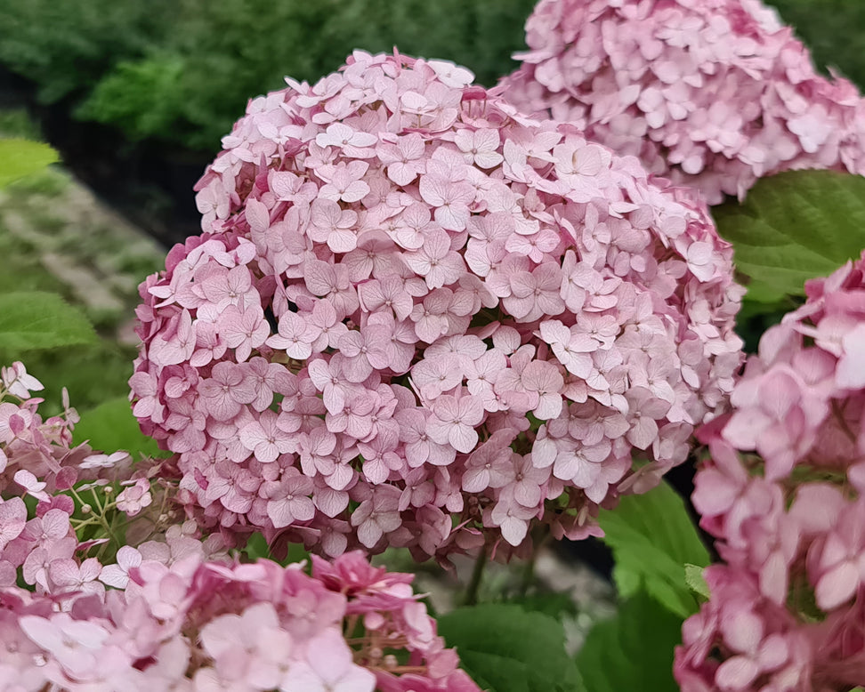 Hydrangea 'Candybelle Bubblegum'