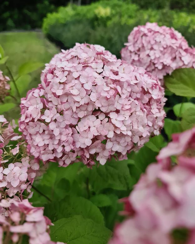 Hydrangea 'Candybelle Bubblegum'