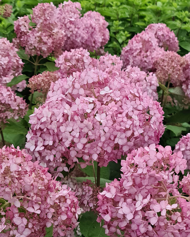 Hydrangea 'Candybelle Bubblegum'