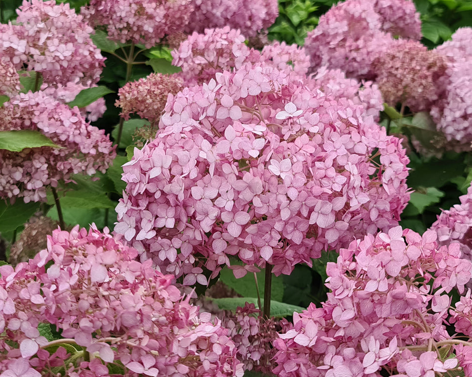 Hydrangea 'Candybelle Bubblegum'