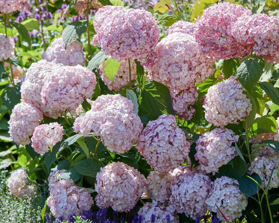 Hydrangea 'Candybelle Bubblegum'