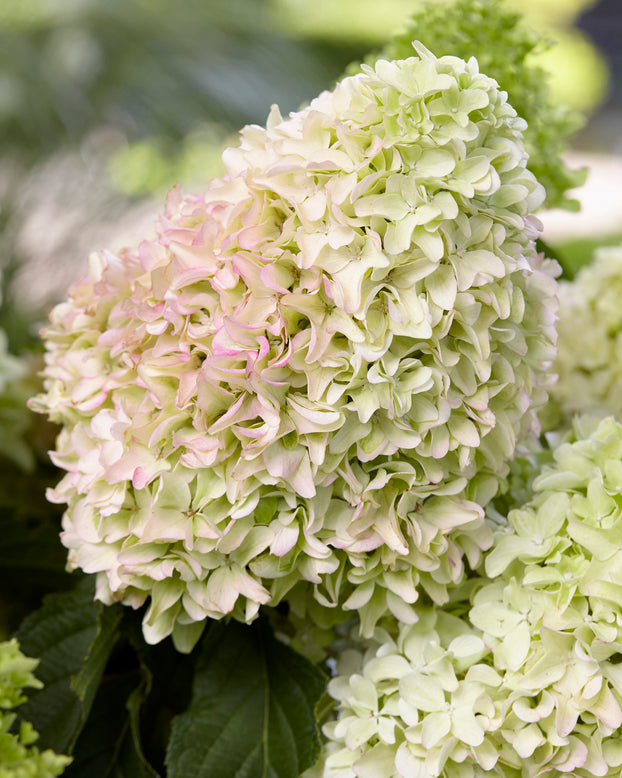 Hydrangea 'Little Fresco'