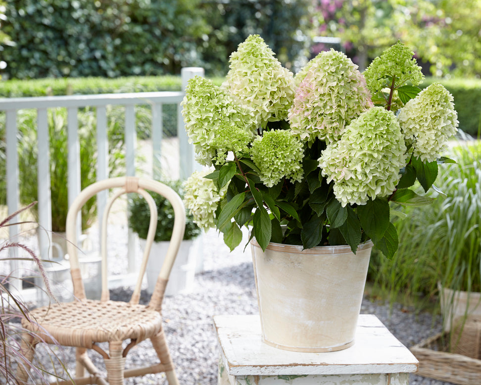 Hydrangea 'Little Fresco'