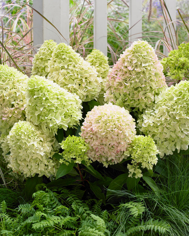 Hydrangea 'Little Fresco'