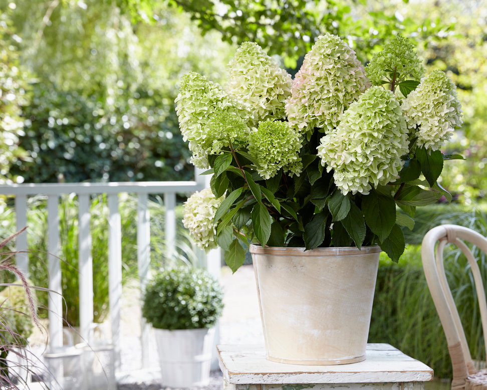 Hydrangea 'Little Fresco'