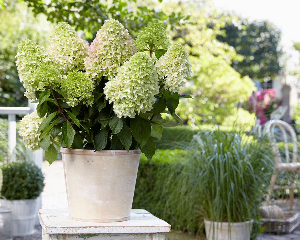 Hydrangea 'Little Fresco'