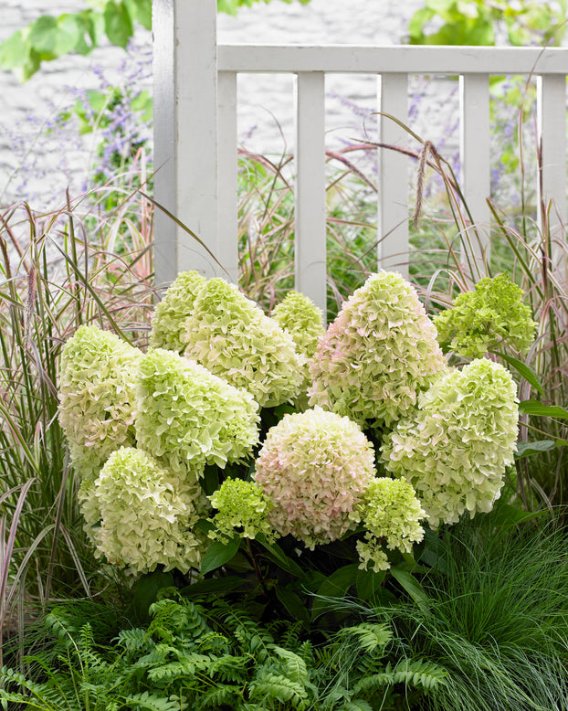 Hydrangea 'Little Fresco'