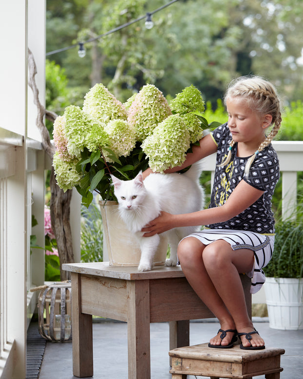 Hydrangea 'Little Fresco'