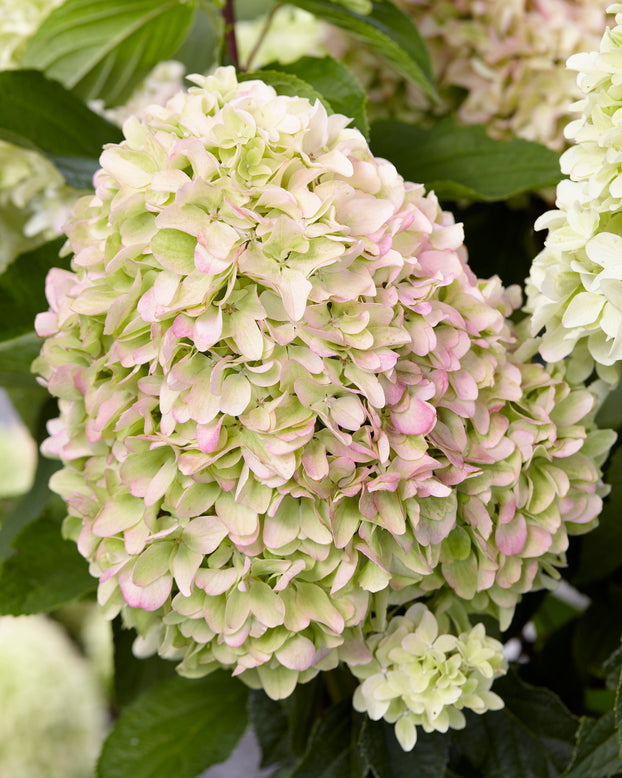 Hydrangea 'Little Fresco'