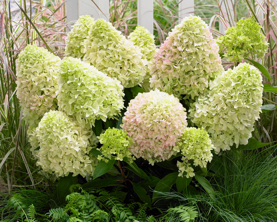 Hydrangea 'Little Fresco'