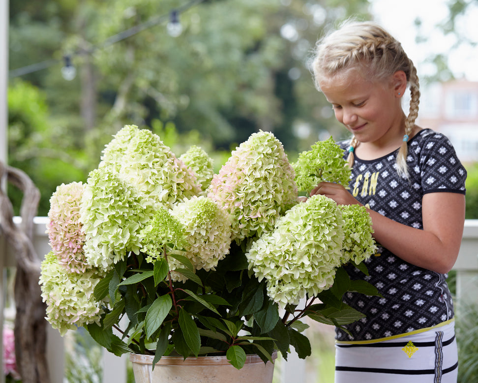 Hydrangea 'Little Fresco'