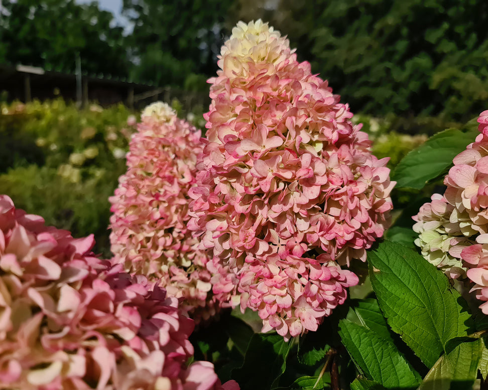 Hydrangea 'Little Fresco'