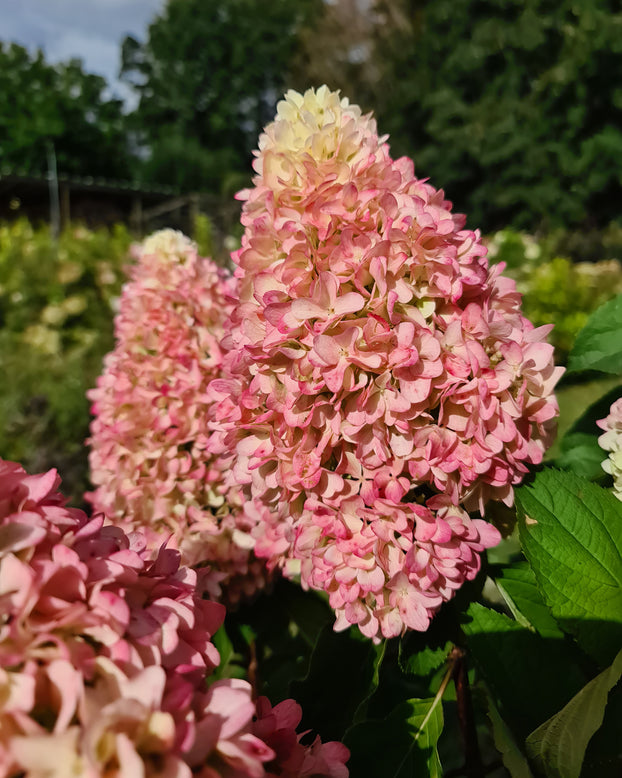 Hydrangea 'Little Fresco'