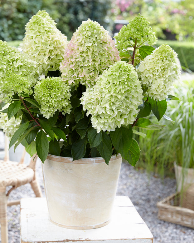 Hydrangea 'Little Fresco'