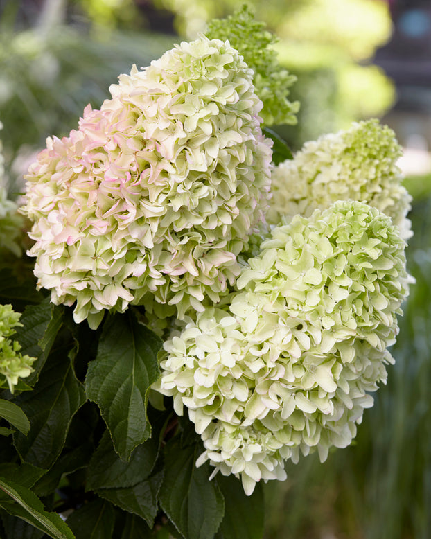 Hydrangea 'Little Fresco'