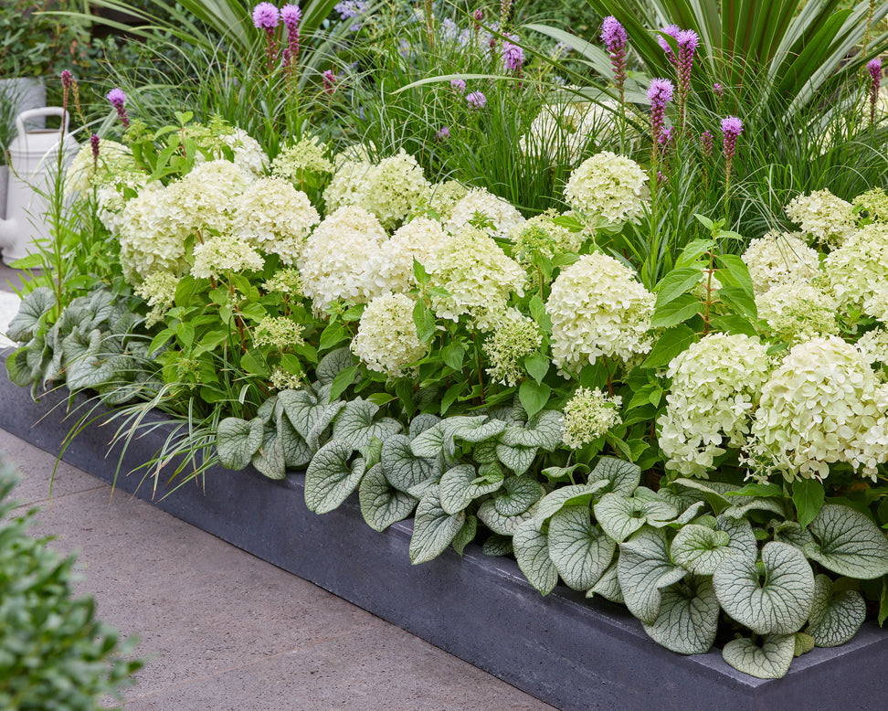 Hydrangea 'Little Spooky'