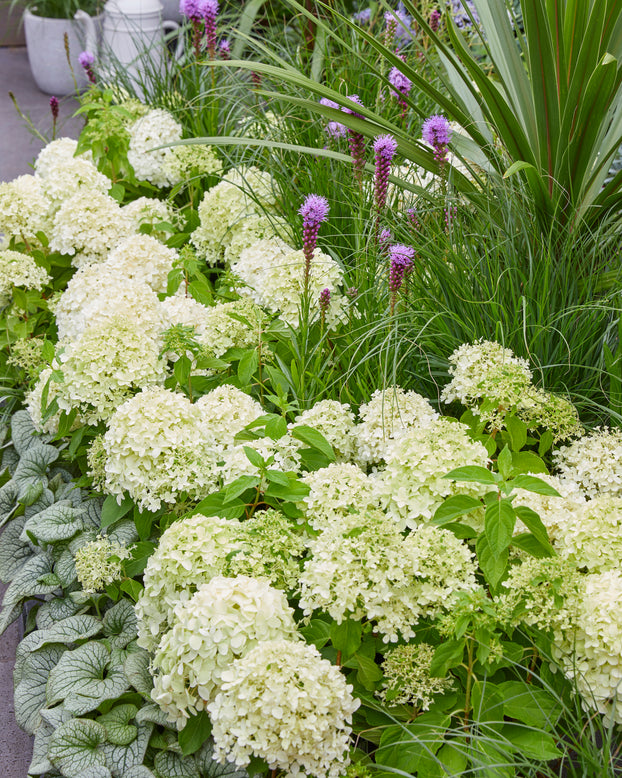 Hydrangea 'Little Spooky'