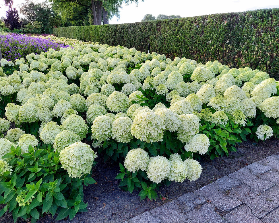 Hydrangea 'Little Spooky'