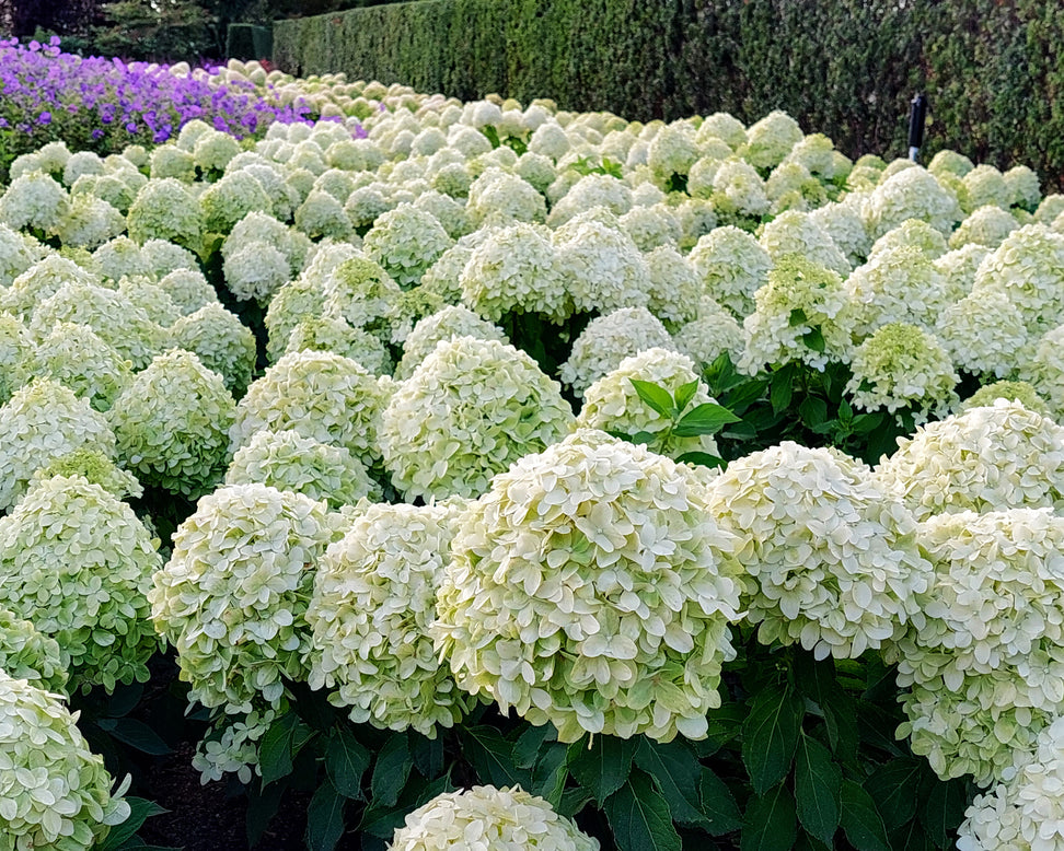 Hydrangea 'Little Spooky'