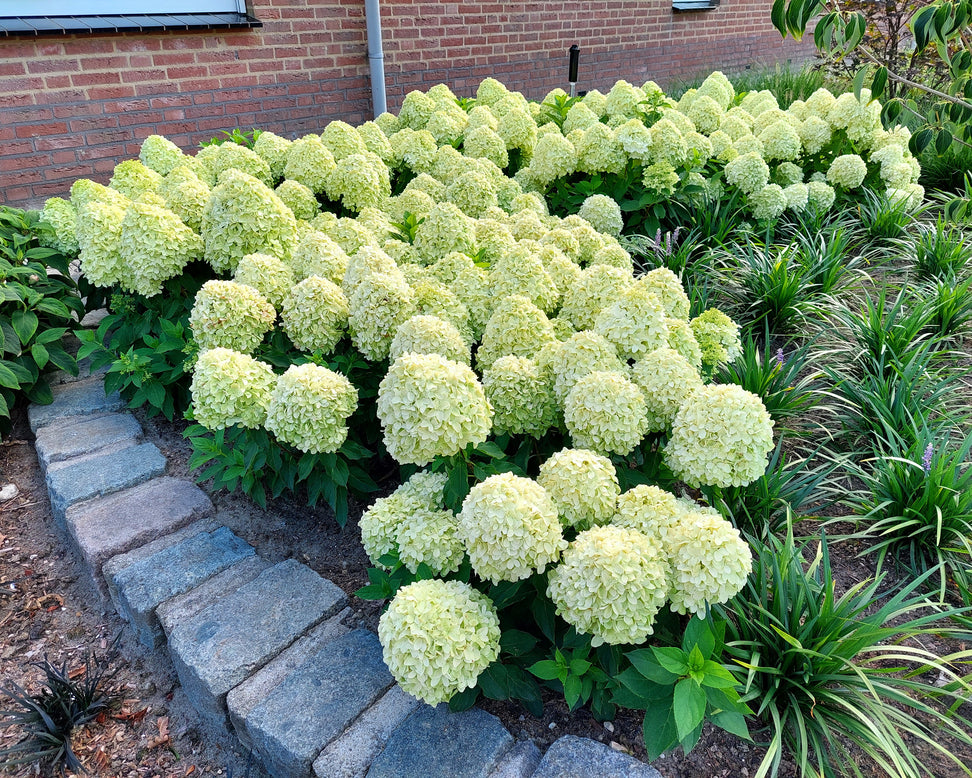 Hydrangea 'Little Spooky'