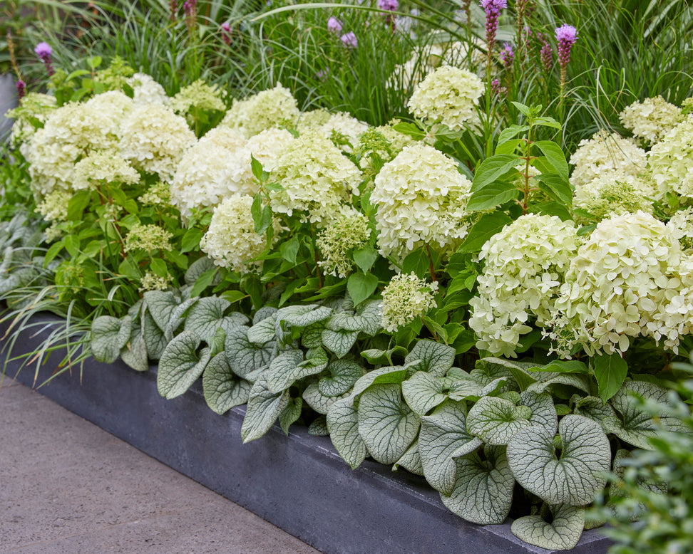 Hydrangea 'Little Spooky'