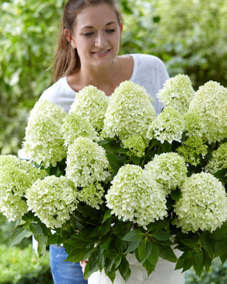 Hydrangea 'Little Spooky'