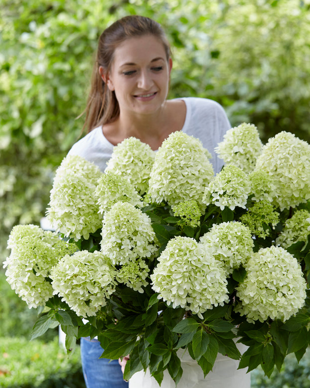 Hydrangea 'Little Spooky'