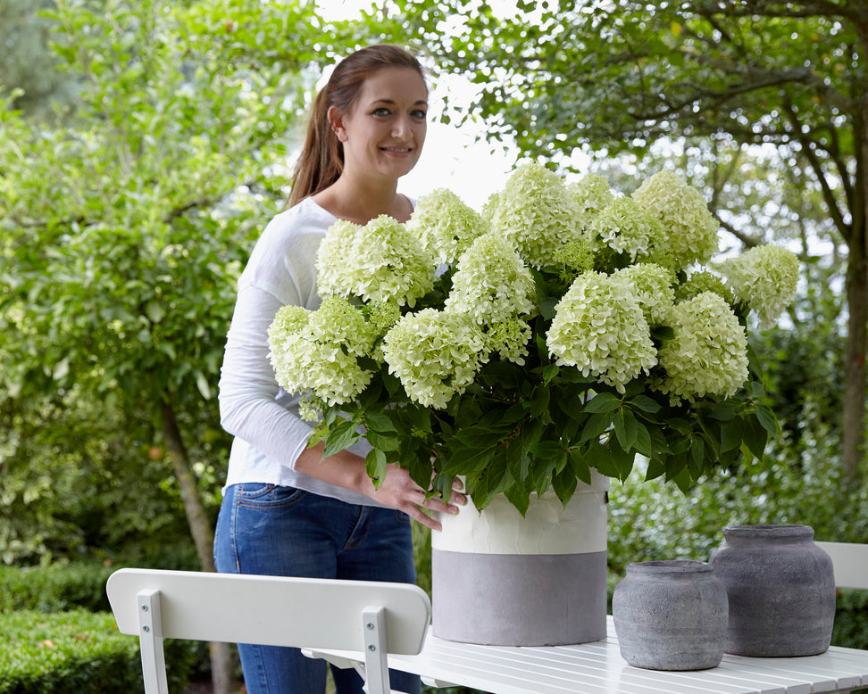 Hydrangea 'Little Spooky'