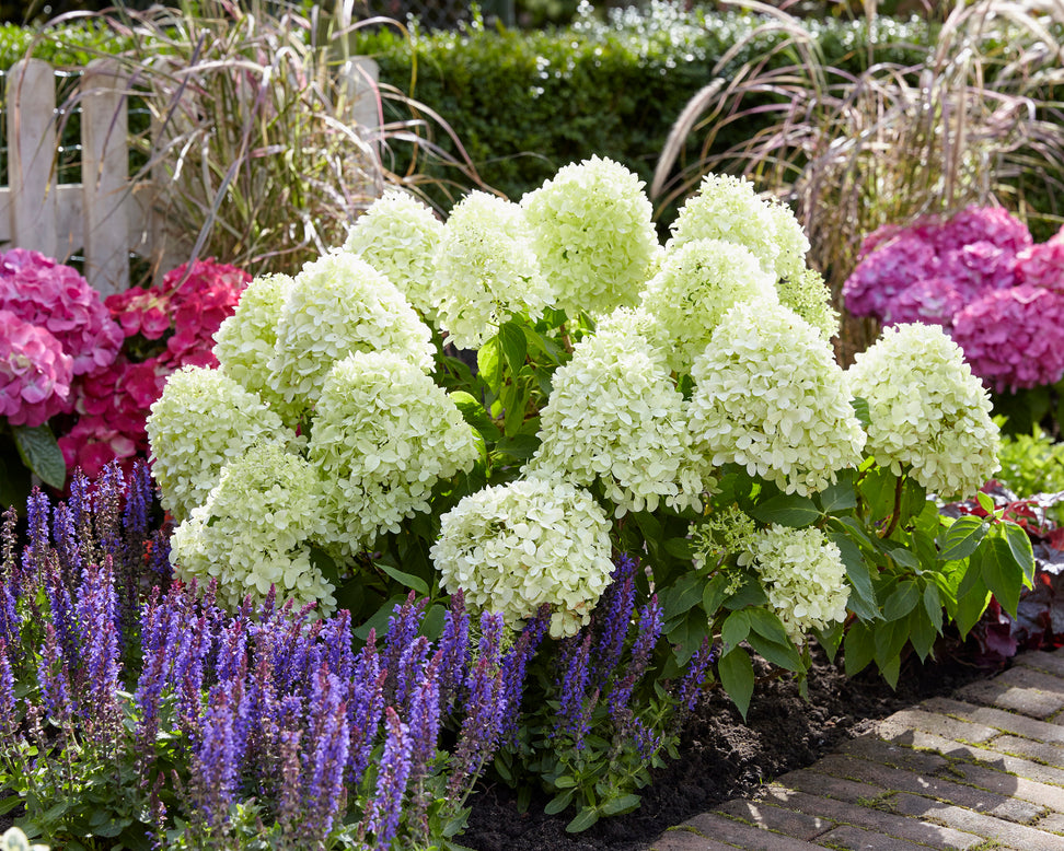 Hydrangea 'Little Spooky'