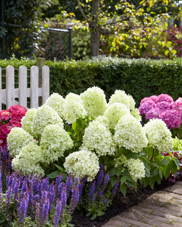 Hydrangea 'Little Spooky'