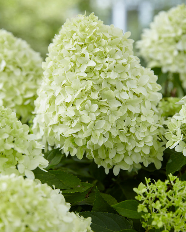 Hydrangea 'Little Spooky'