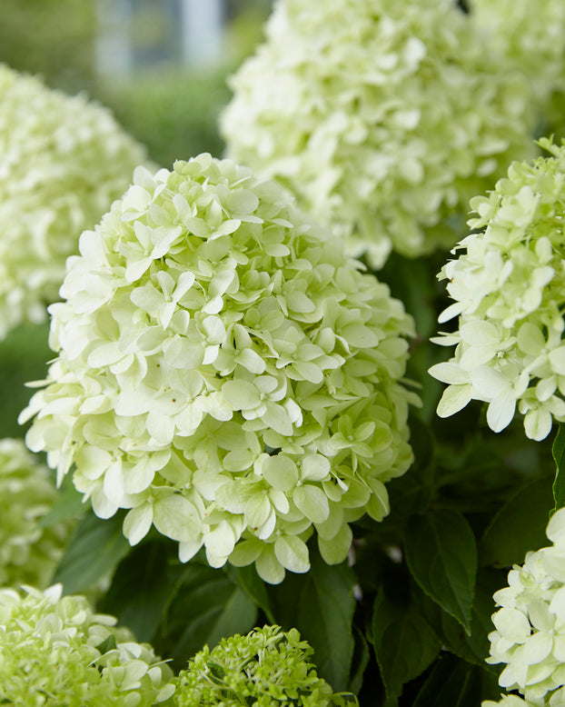 Hydrangea 'Little Spooky'