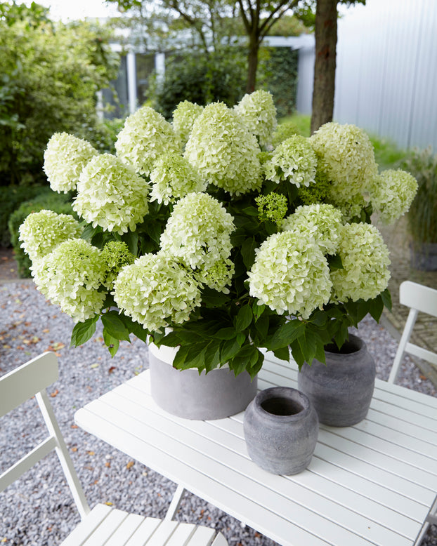 Hydrangea 'Little Spooky'