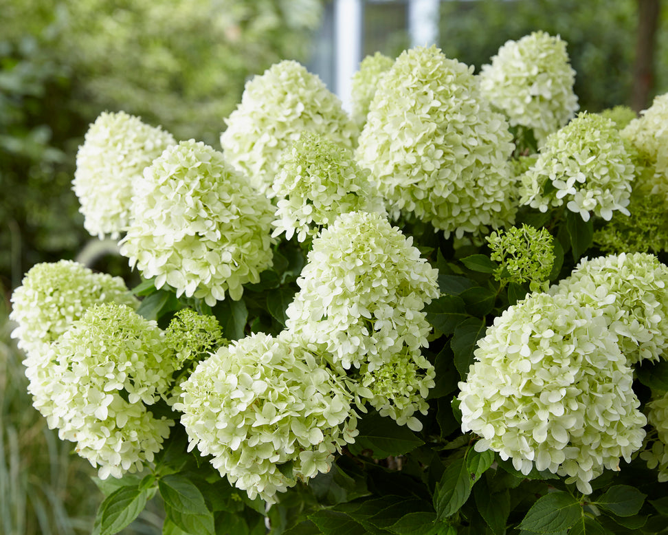 Hydrangea 'Little Spooky'