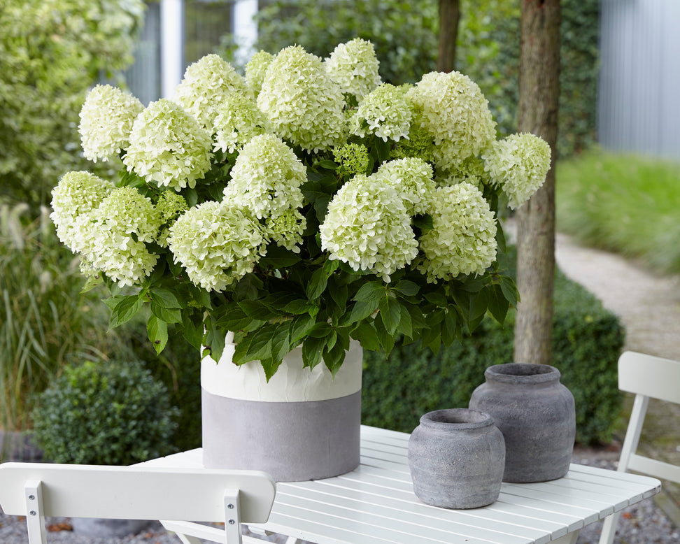 Hydrangea 'Little Spooky'