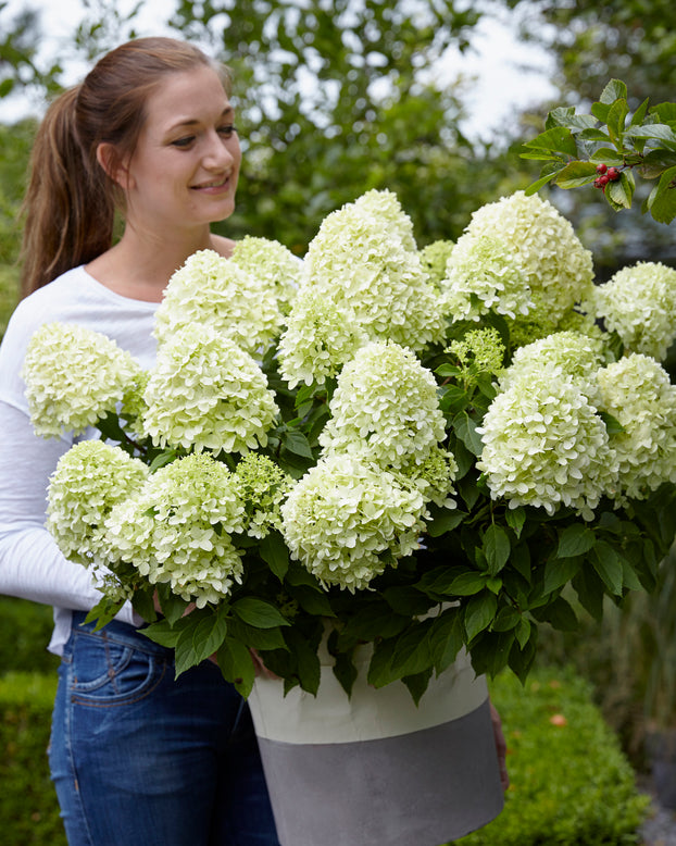 Hydrangea 'Little Spooky'