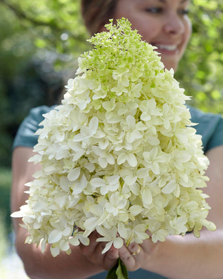 Hydrangea 'Skyfall'