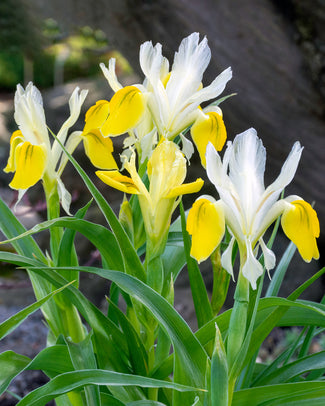 Iris bucharica