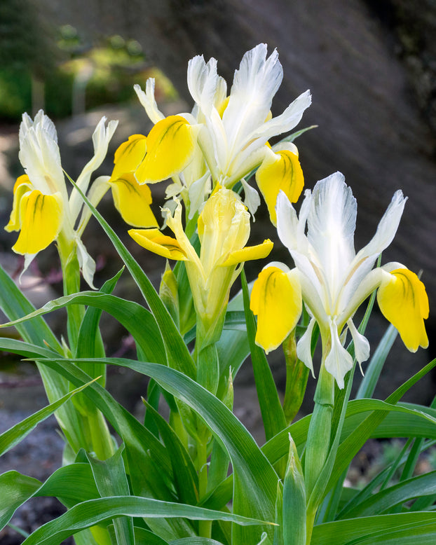 Iris bucharica